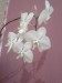 orchideie 005